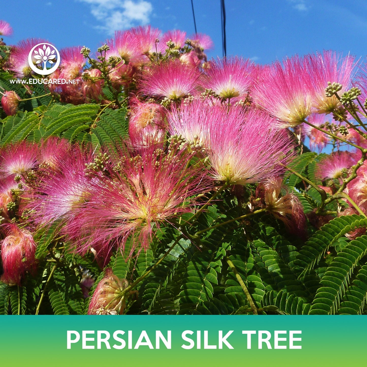 Persian Silk Tree Seeds