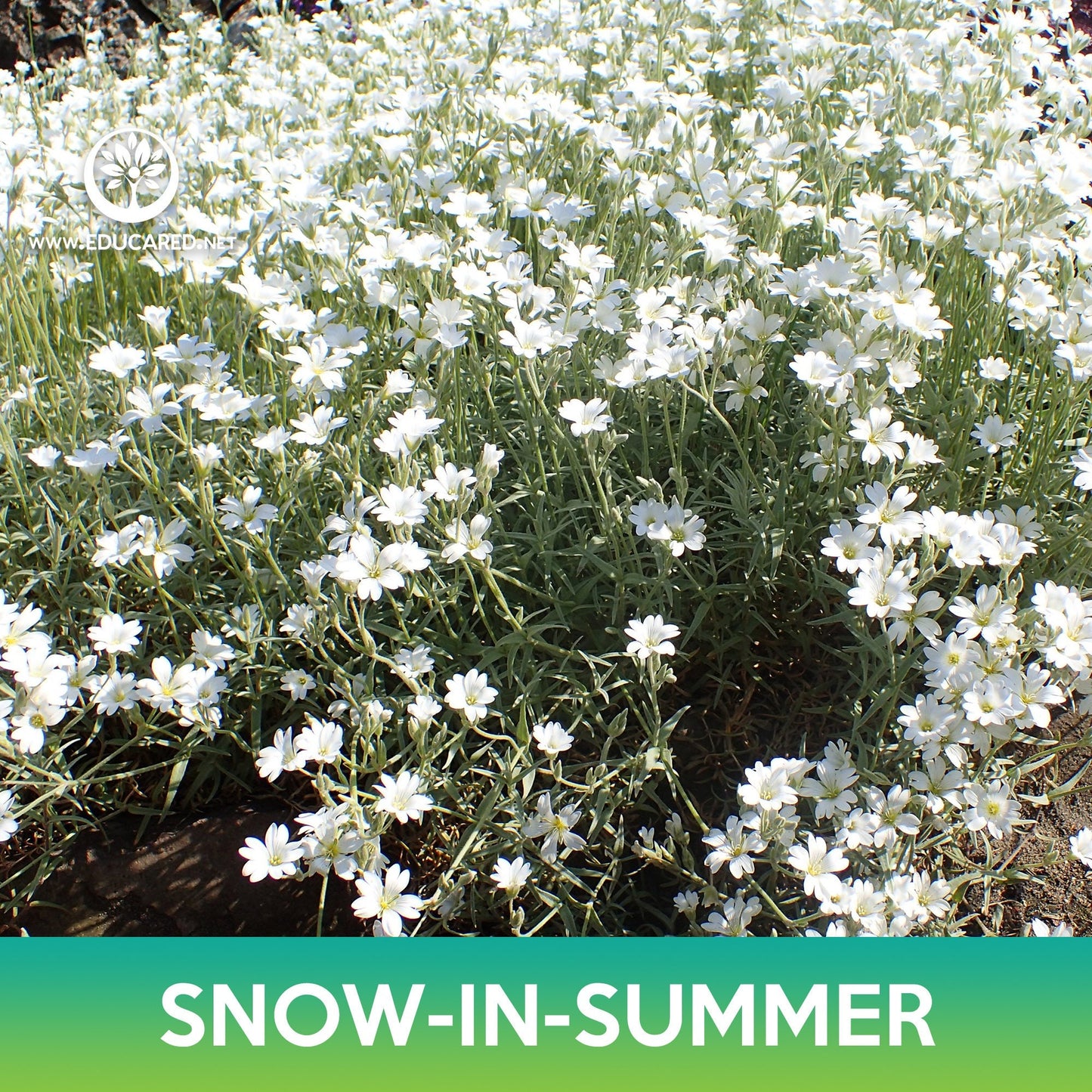 Snow-In-Summer Flower Seeds