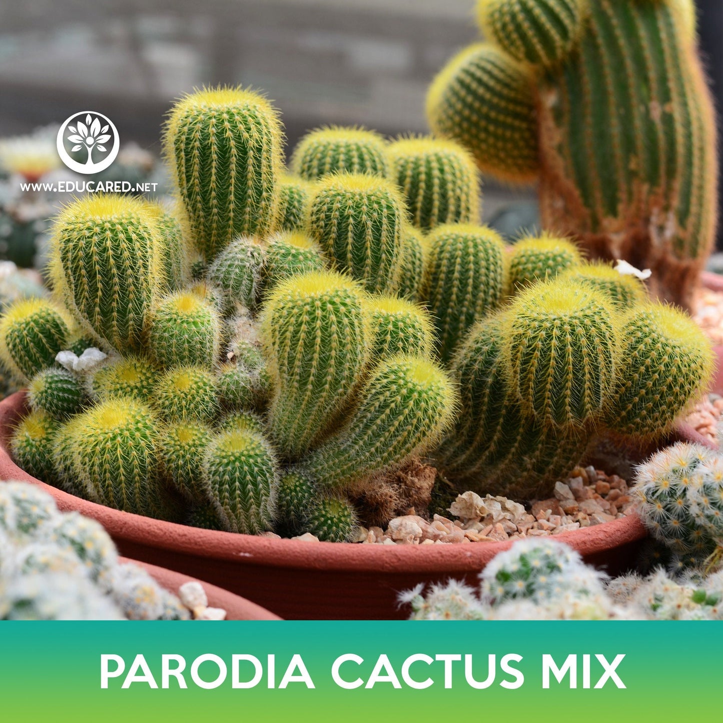 Parodia Cactus Mix Seeds