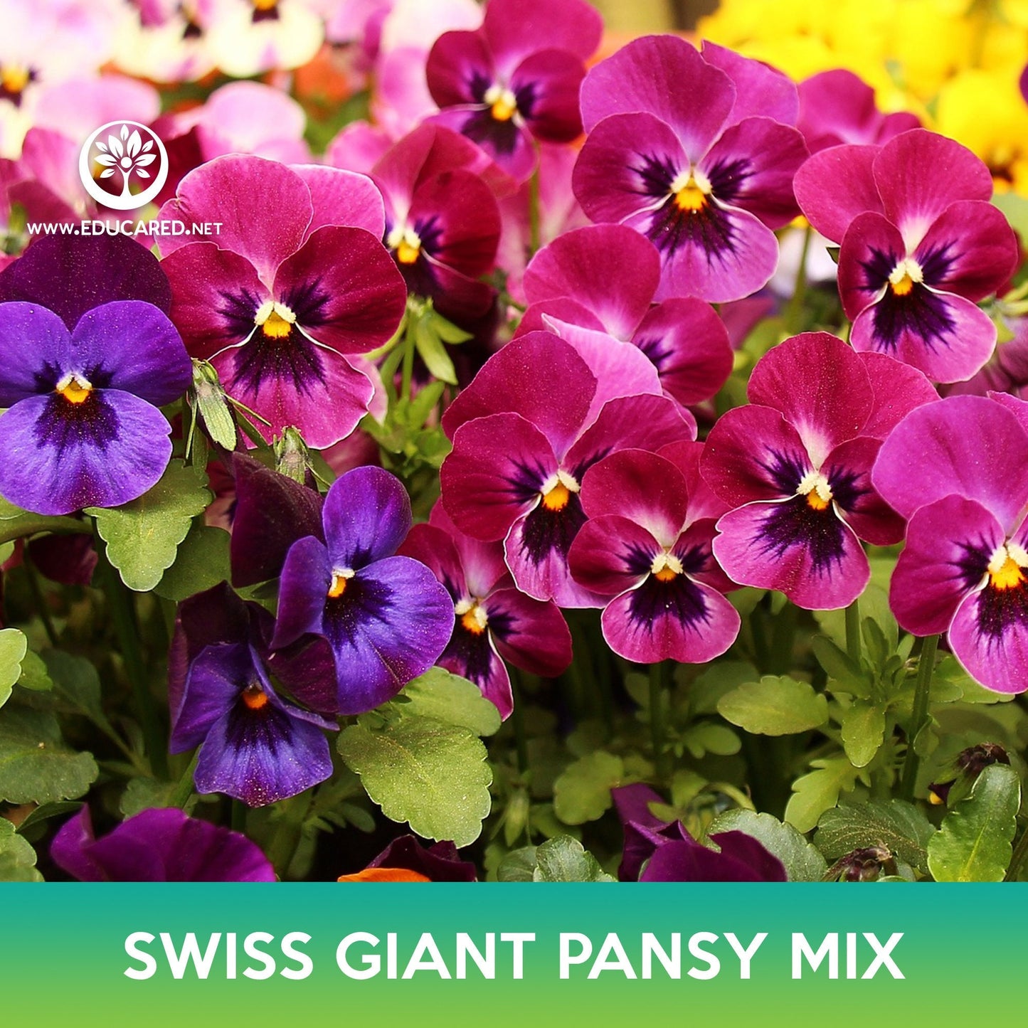 Swiss Giant Pansy Flower Mix Seeds