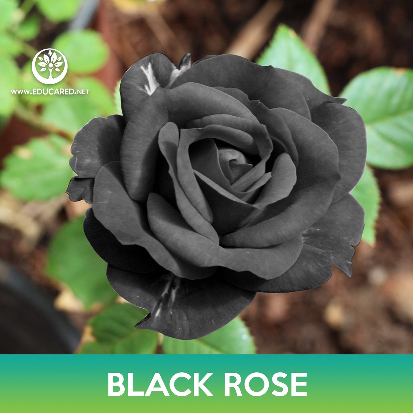 Black Rose Seeds