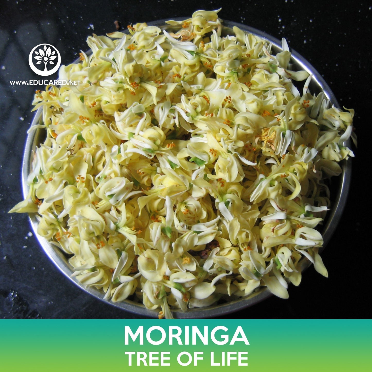 Moringa Seeds, Tree of Life