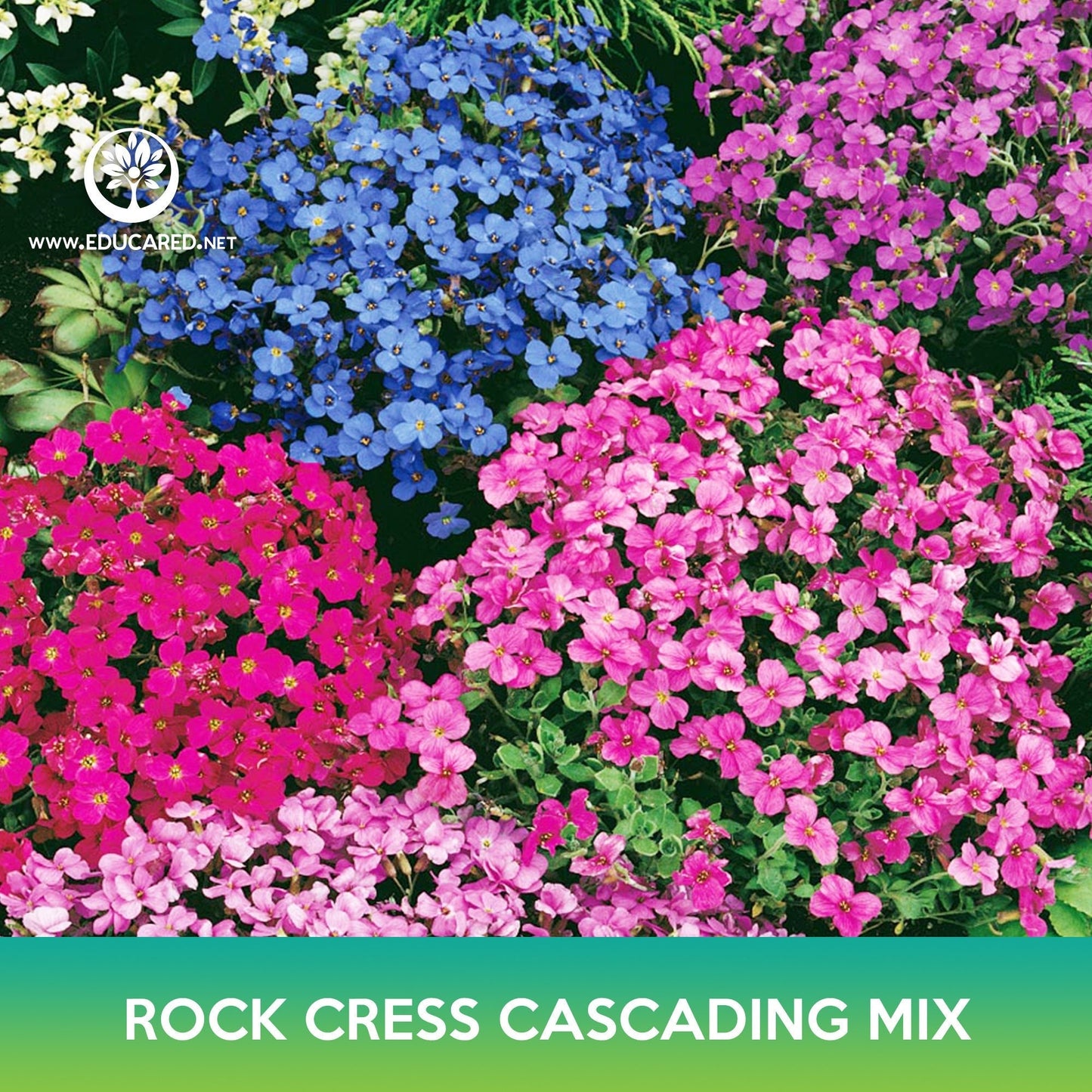 Rock Cress Cascading Mix Seeds, Aubrieta Hybrida Superbissima Cascade