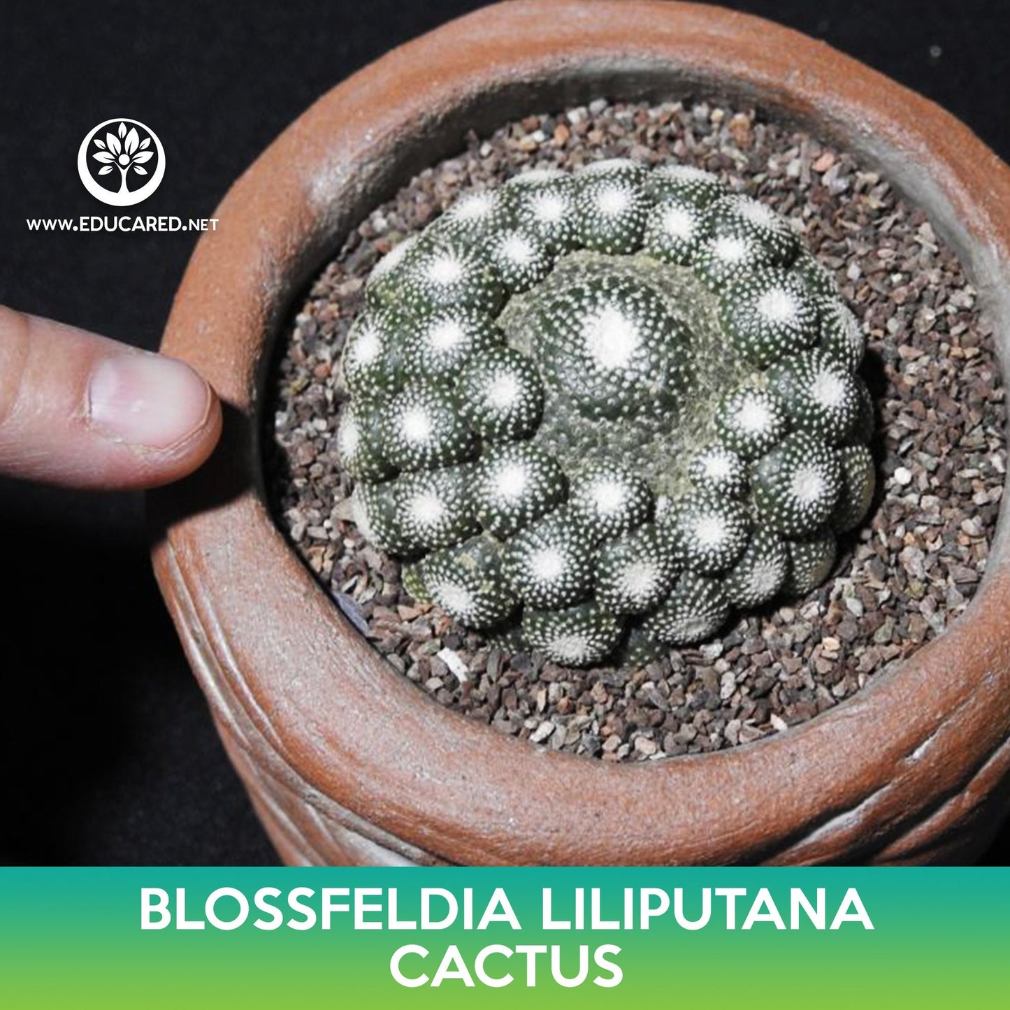 Blossfeldia liliputana Cactus Seeds