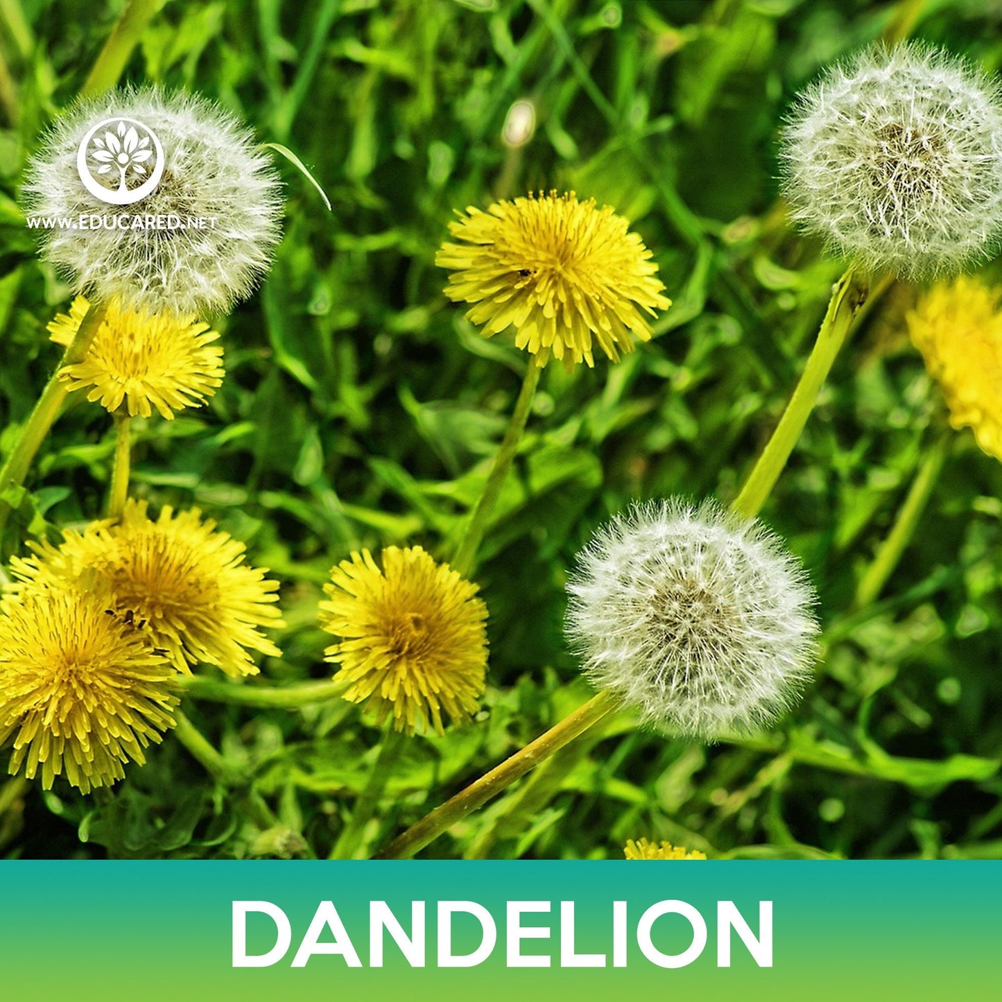 Dandelion Seeds