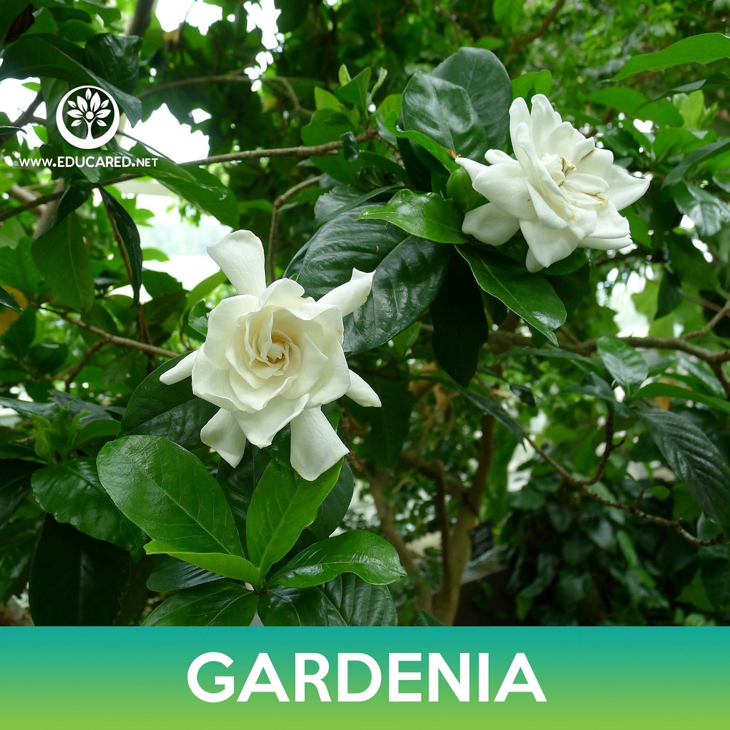 Gardenia Flower Seeds, Cape Jasmine