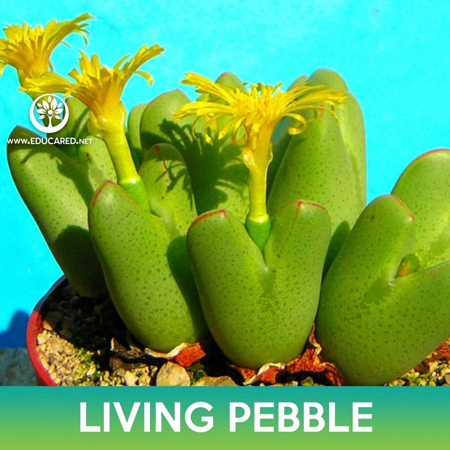 Living Pebble Succulent Seeds (Conophytum bilobum)