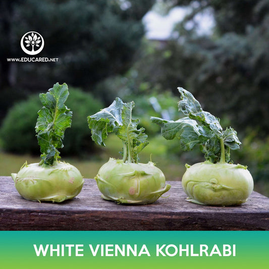 White Vienna Kohlrabi Seeds