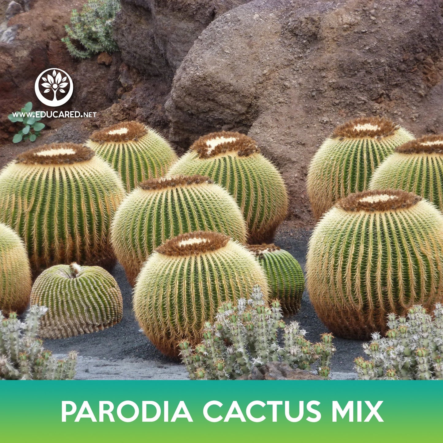 Parodia Cactus Mix Seeds