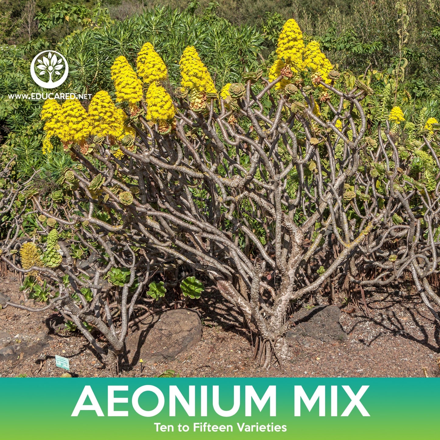 Aeonium Succulent Mix Seeds