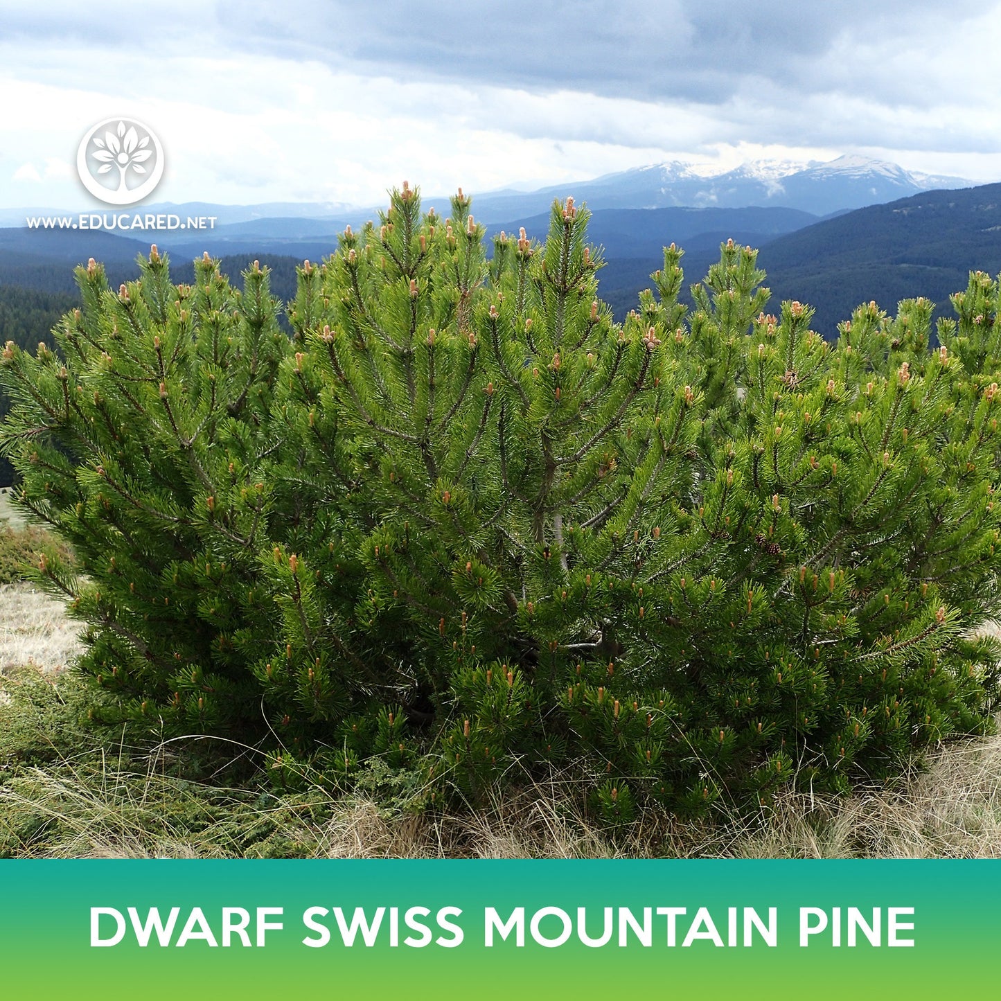 Dwarf Swiss Mountain Pine Tree Seeds