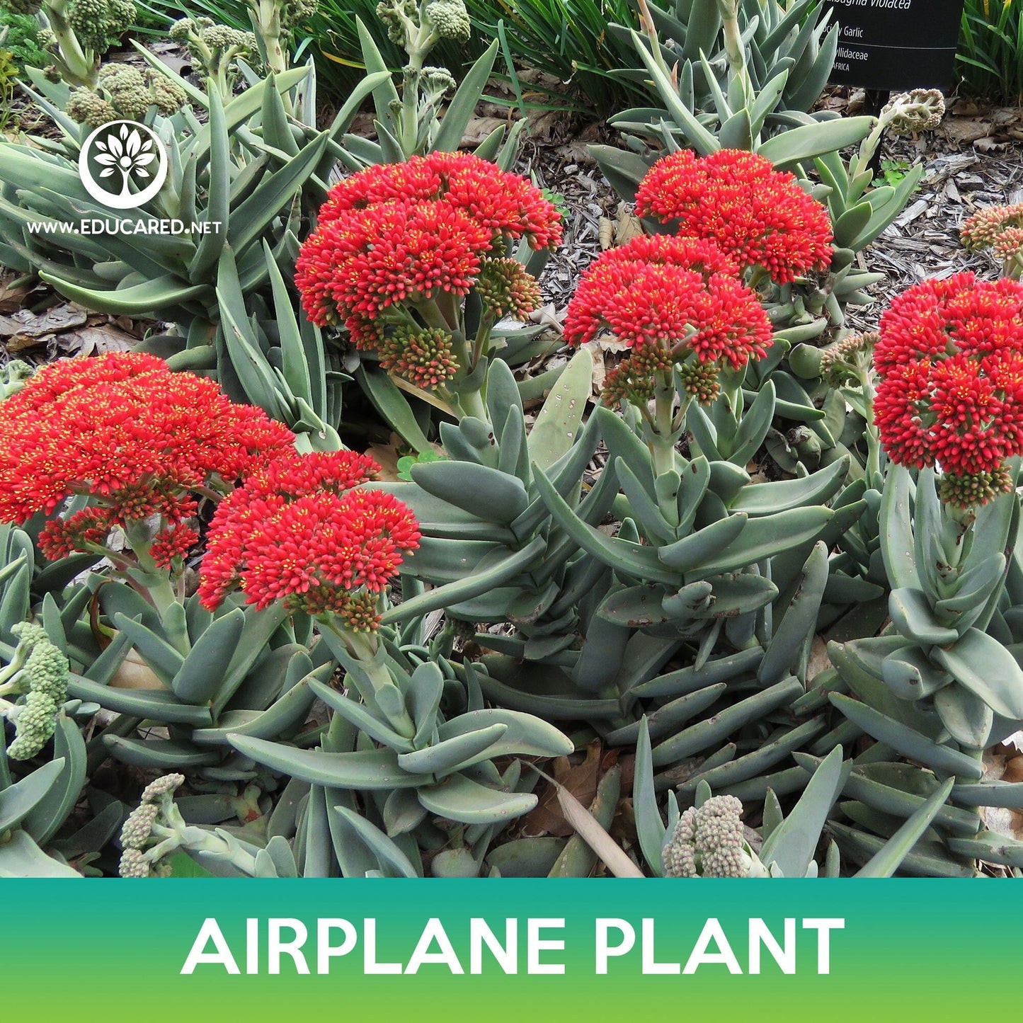 Airplane Plant Seed, Crassula Perfoliata Succulent Seeds