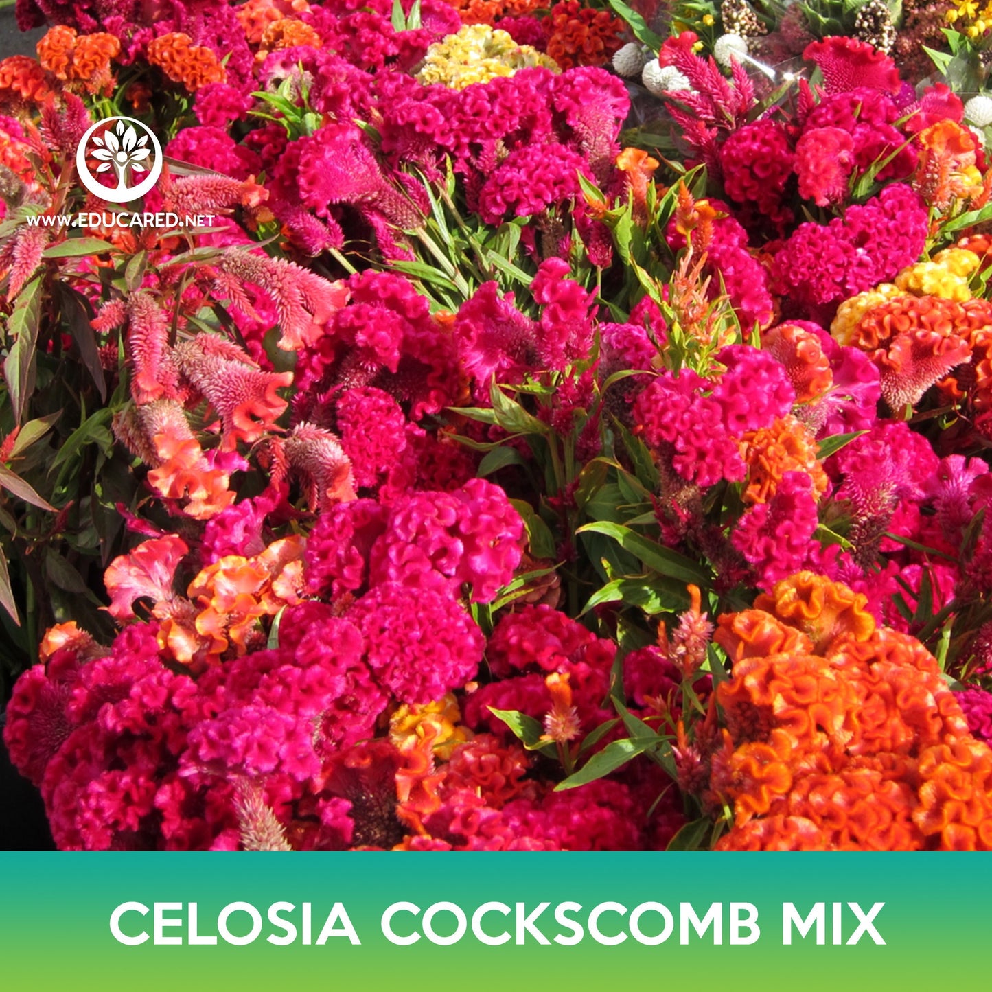 Celosia Cockscomb Flower Mix Seeds