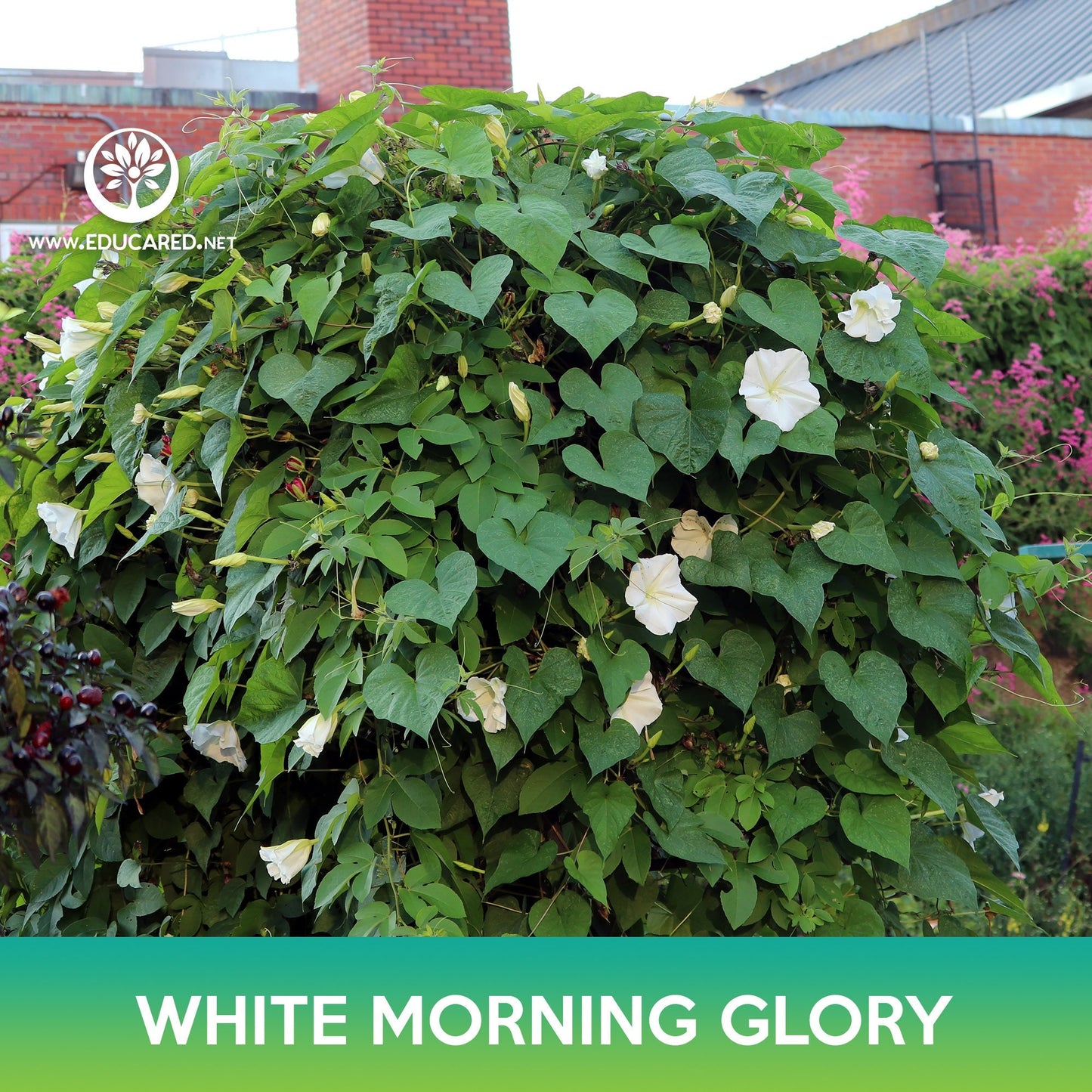 White Morning Glory Seeds, Moonflower