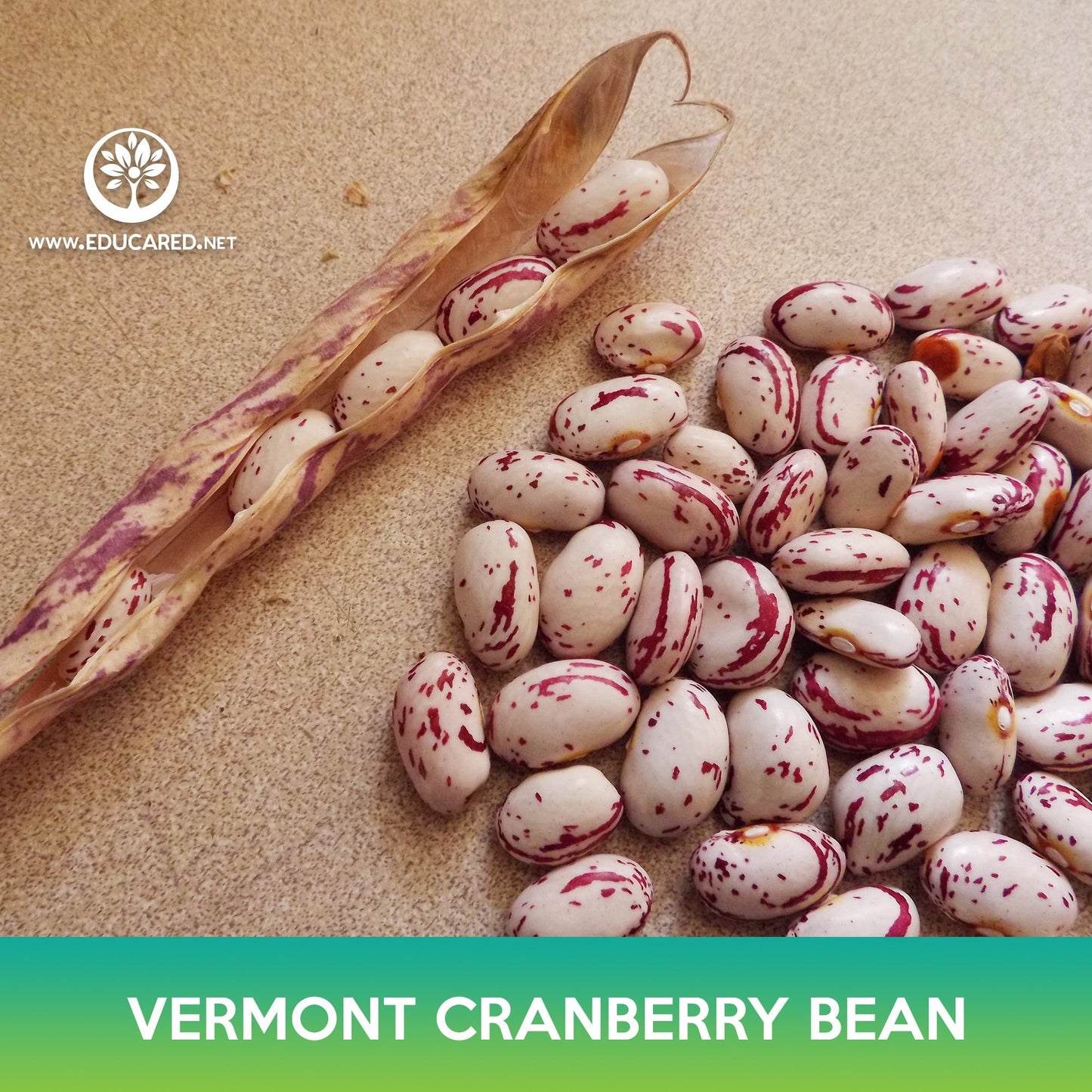 Vermont Cranberry Bean Seeds, Borlotti Bean