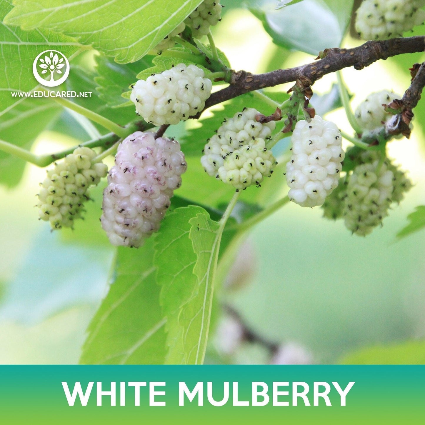 White Mulberry Seeds, Morus alba