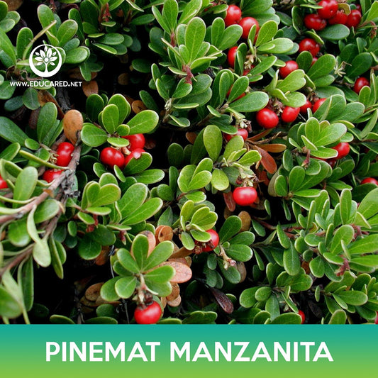 Pinemat Manzanita Groundcover Seeds, Arctostaphylos nevadensis