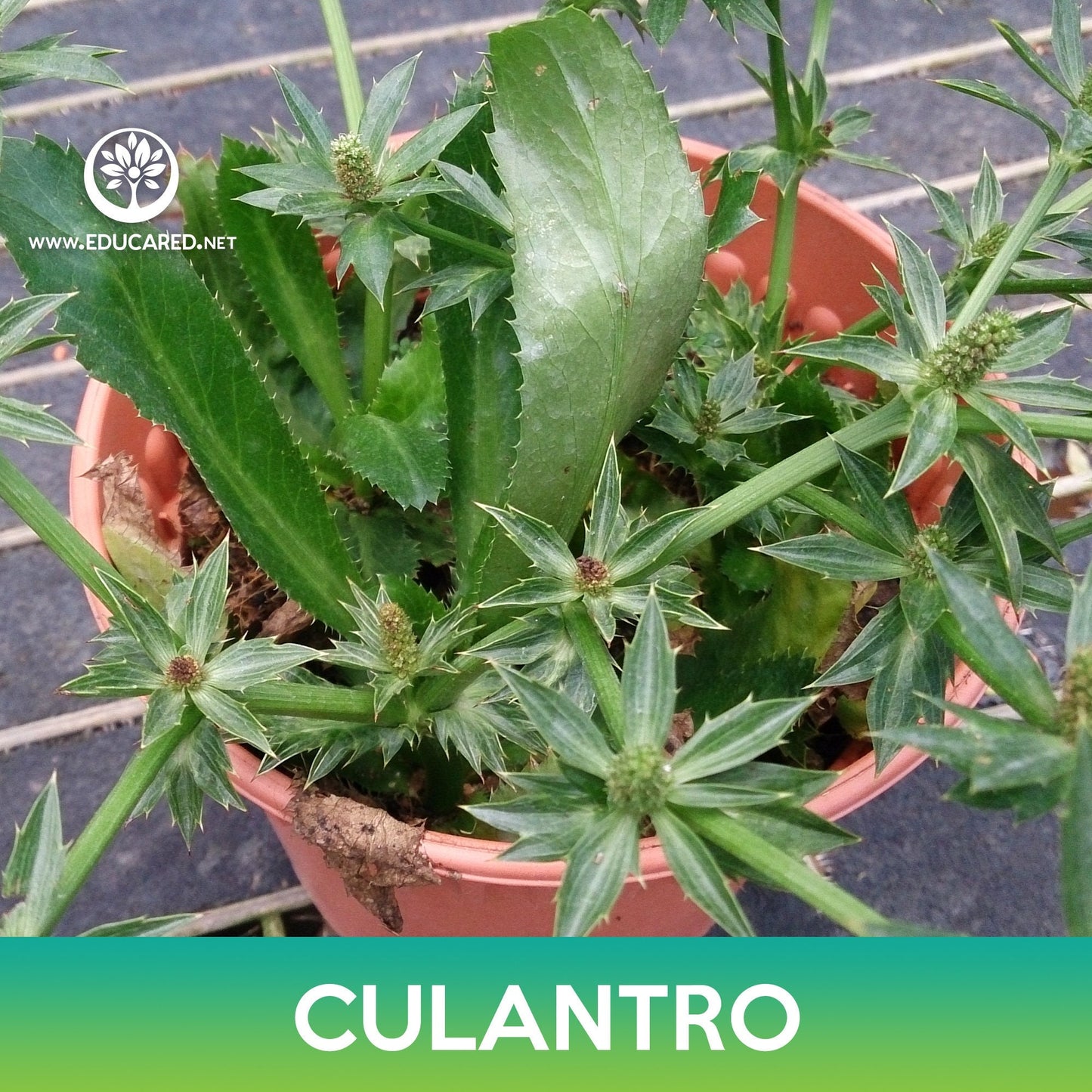 Culantro Seeds, False Coriander, Spiny Coriander