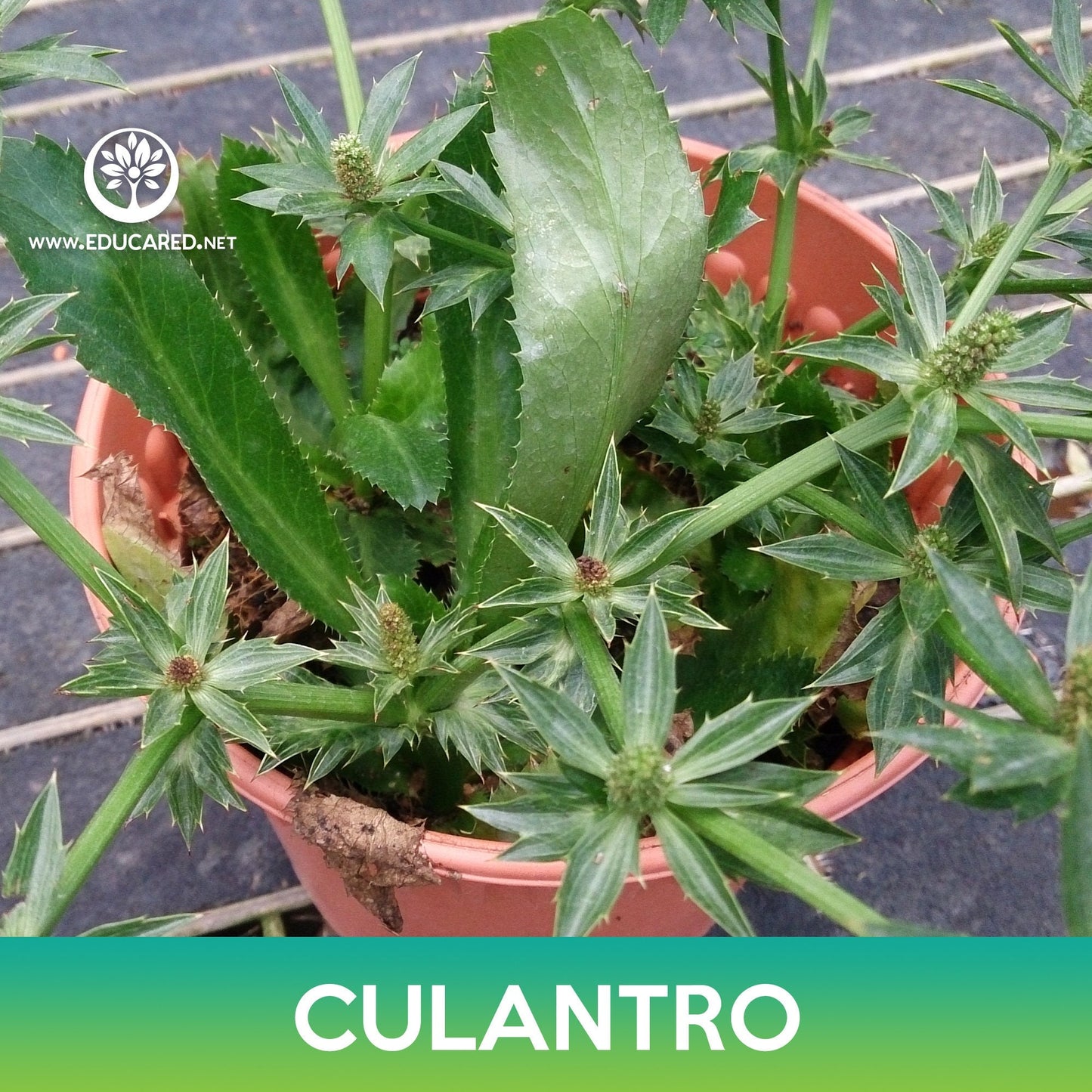 Culantro Seeds, False Coriander, Spiny Coriander, Eryngium foetidum