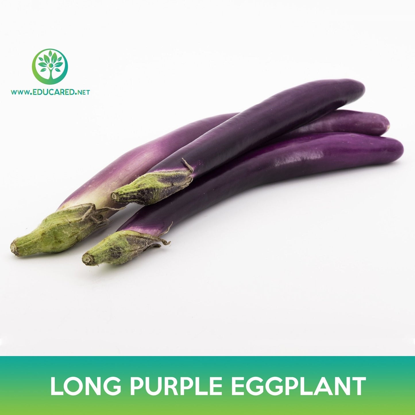 Long Purple Eggplant Seeds