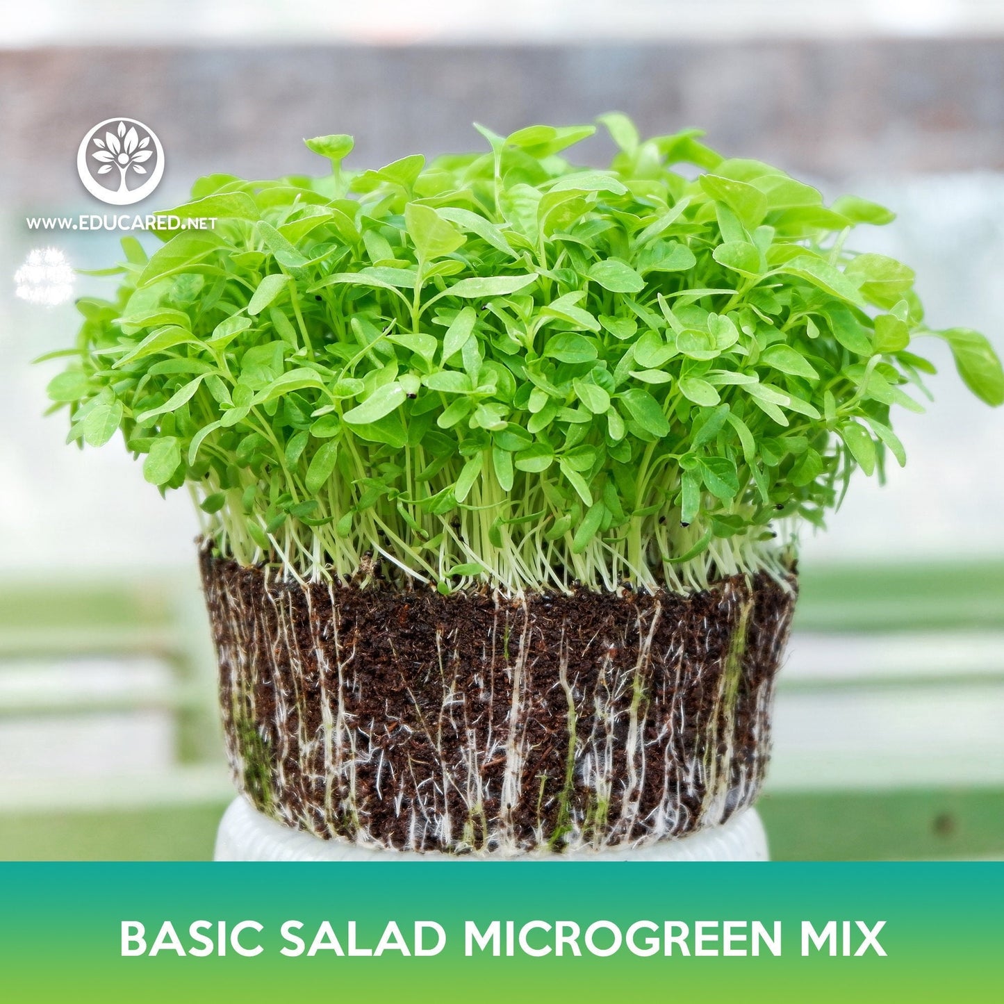 Basic Salad Microgreen Mix Seeds