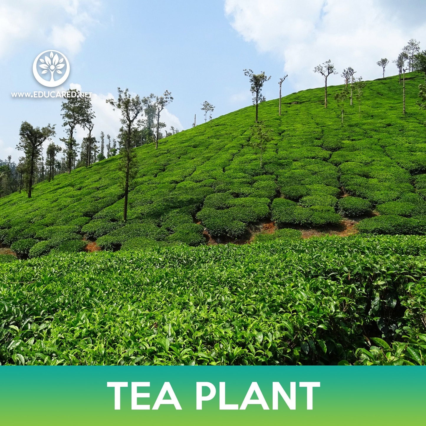 Tea Plant Seeds