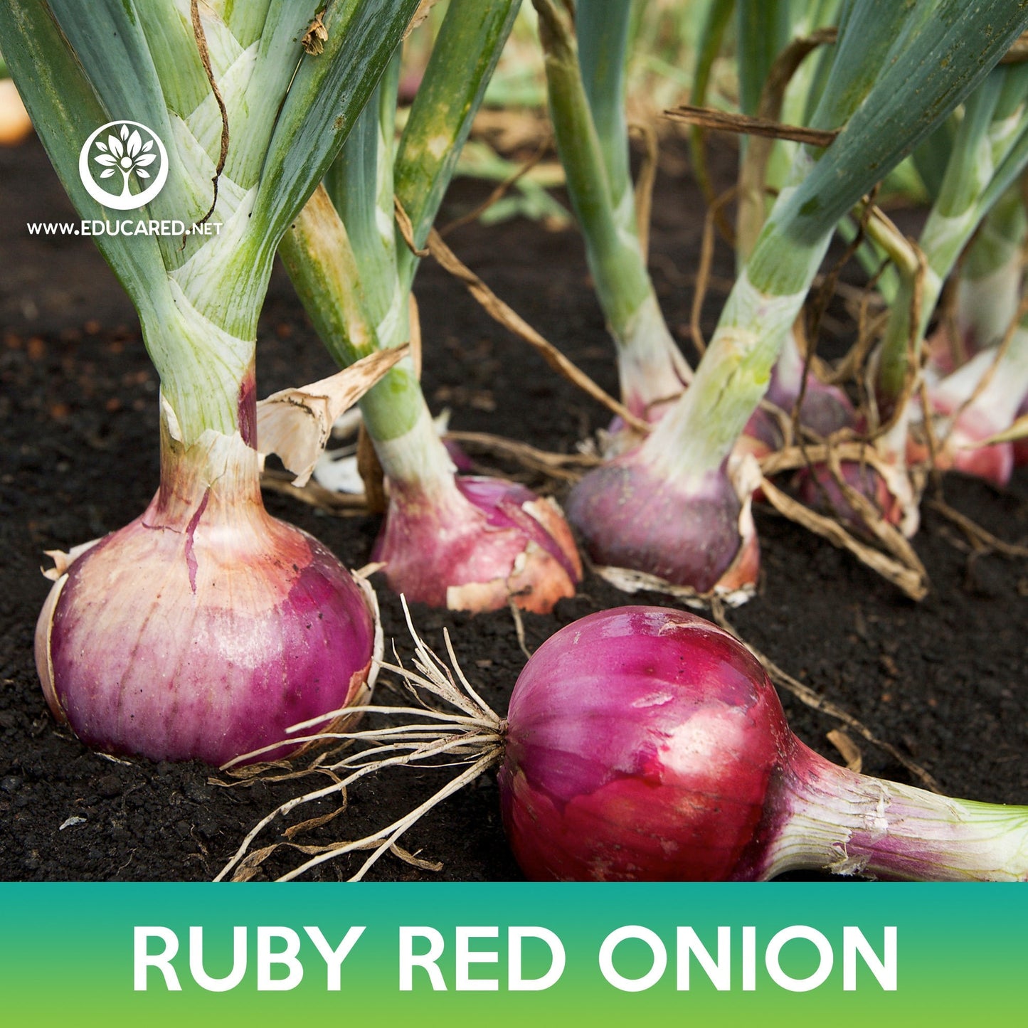 Ruby Red Onion Seeds, Allium cepa