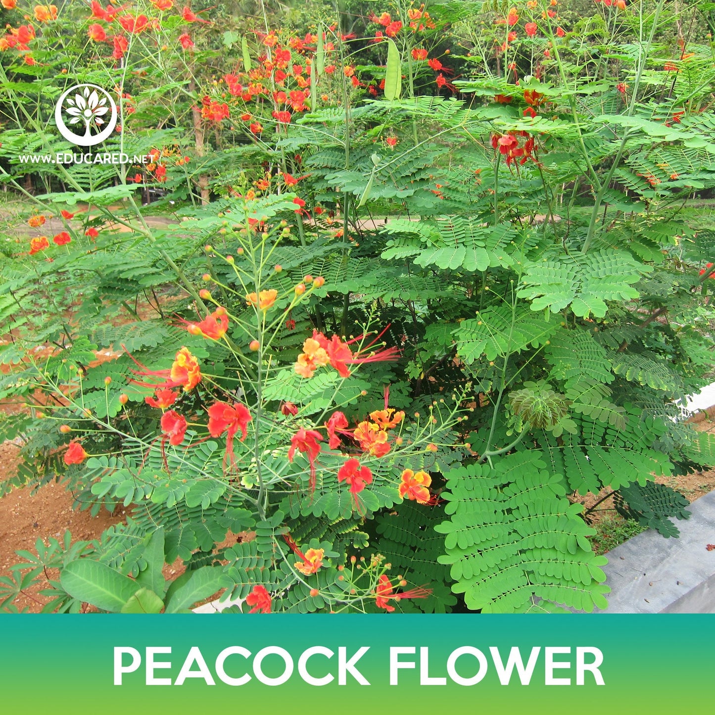 Peacock Flower Seeds, Poinciana