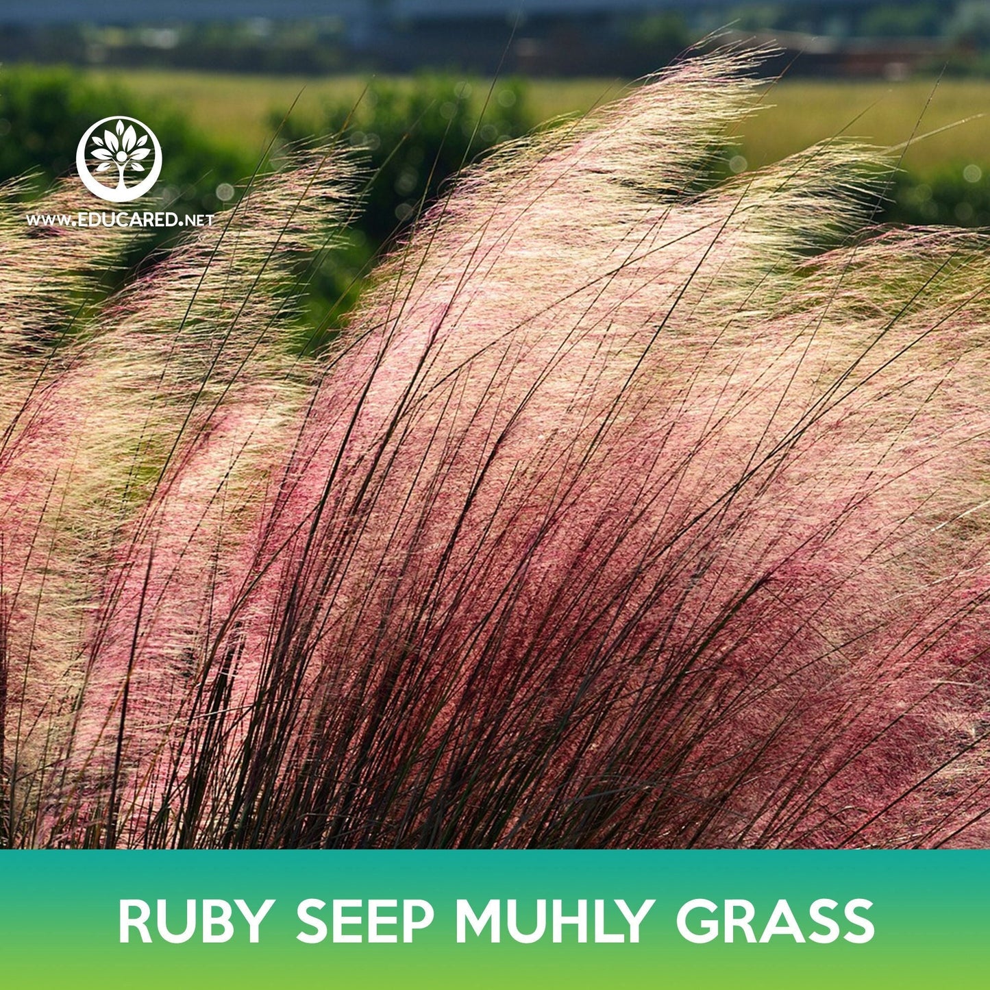 Ruby Seep Muhly Grass Seeds