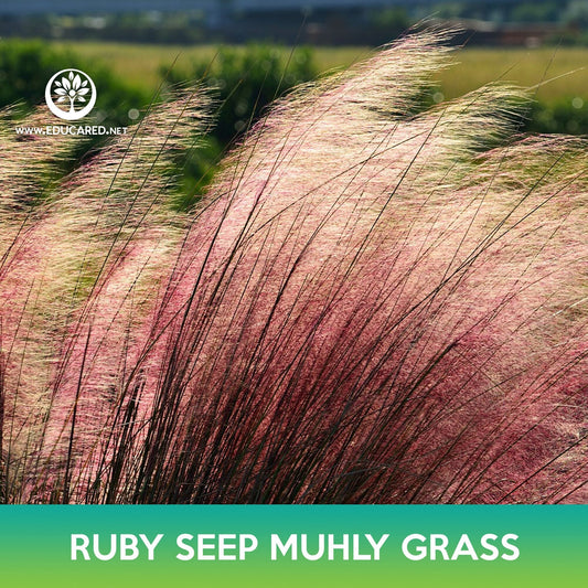 Ruby Seep Muhly Grass Seeds