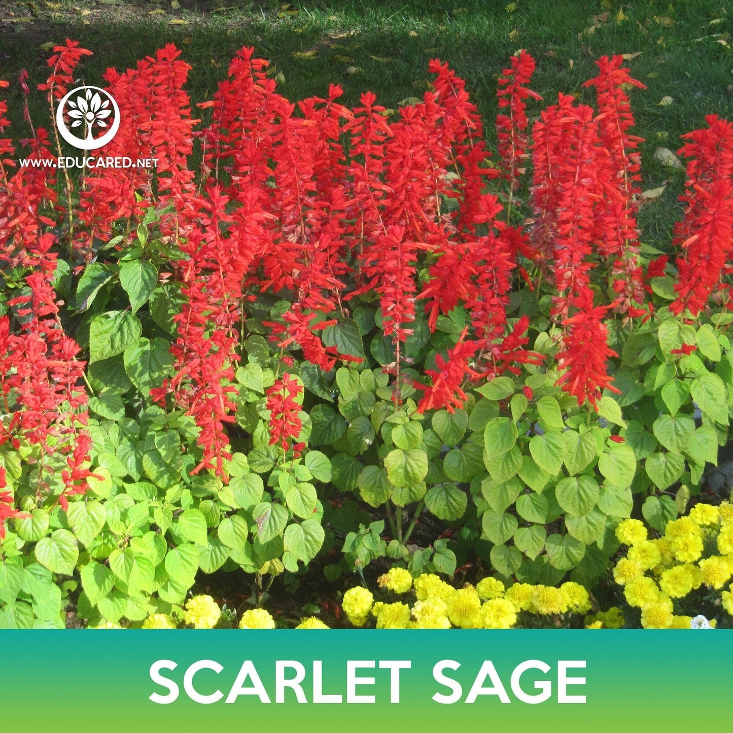 Scarlet Sage Seeds, Blood Sage