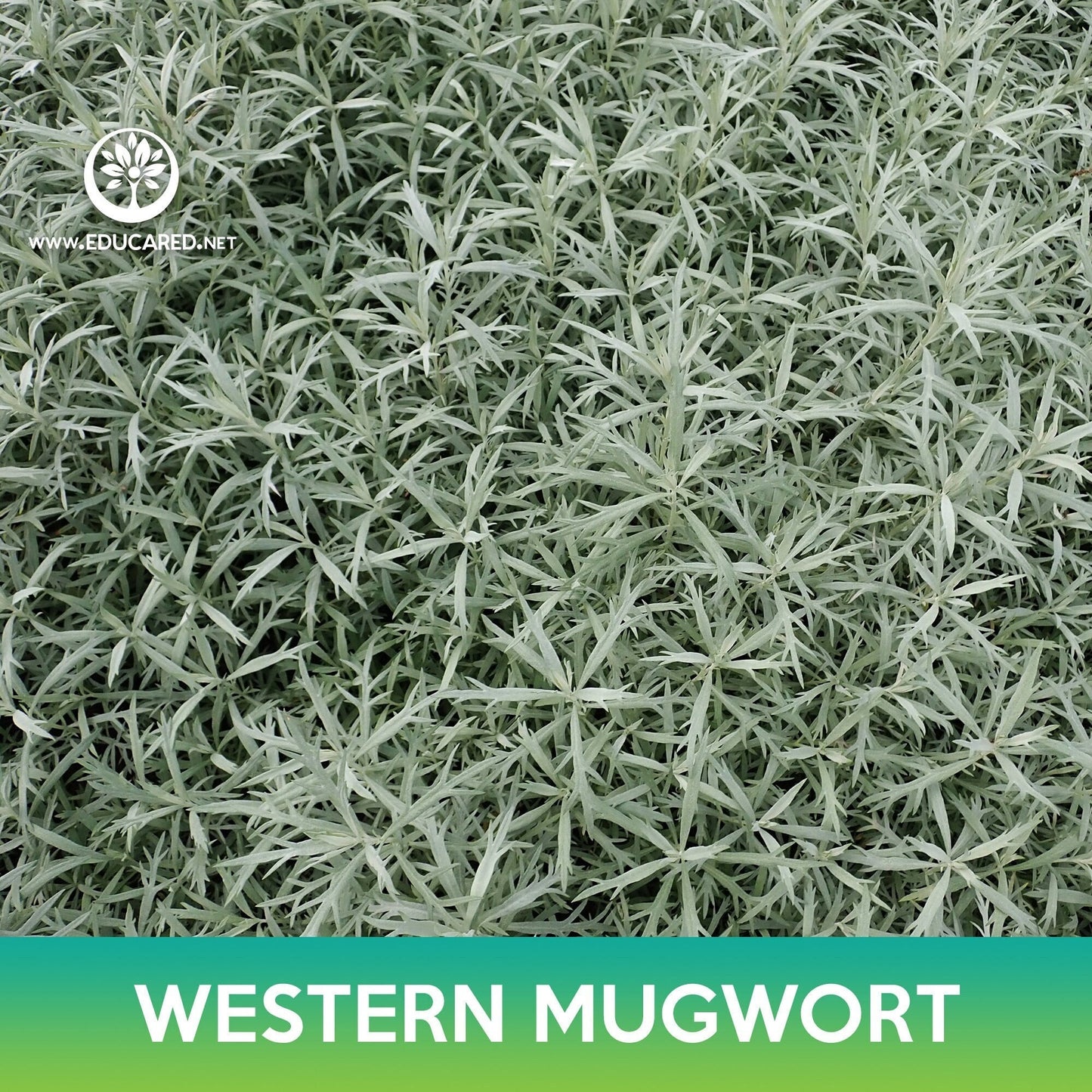 Western Mugwort Seeds, Prairie Sage