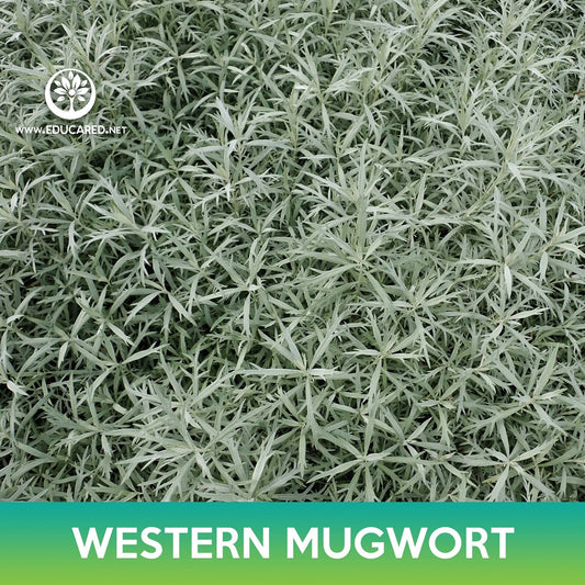 Western Mugwort Seeds, Prairie Sage, Artemisia ludoviciana