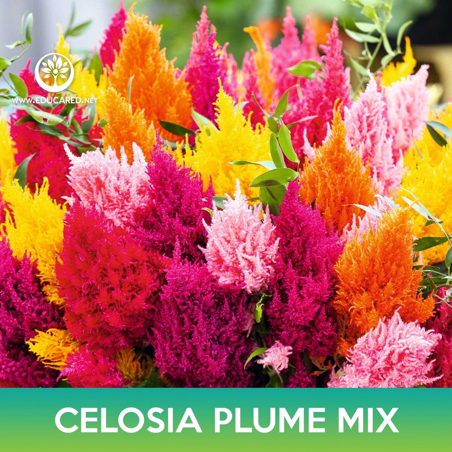 Celosia Plume Flower Mix Seeds