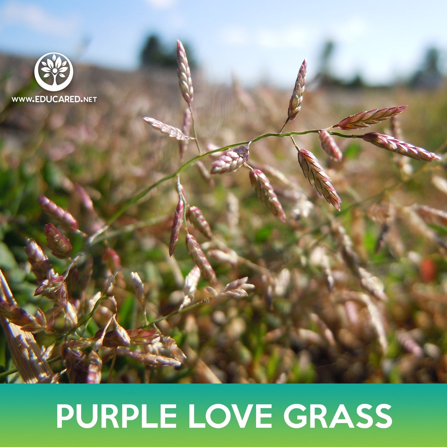 Love Purple Grass Seeds