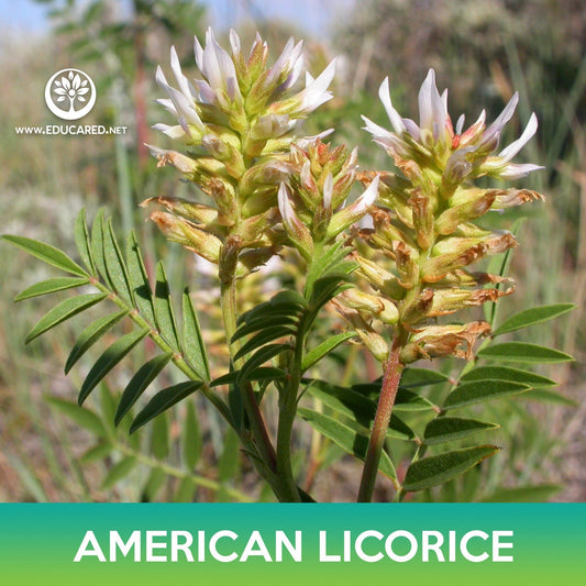 American Licorice Seeds, Wild Licorice