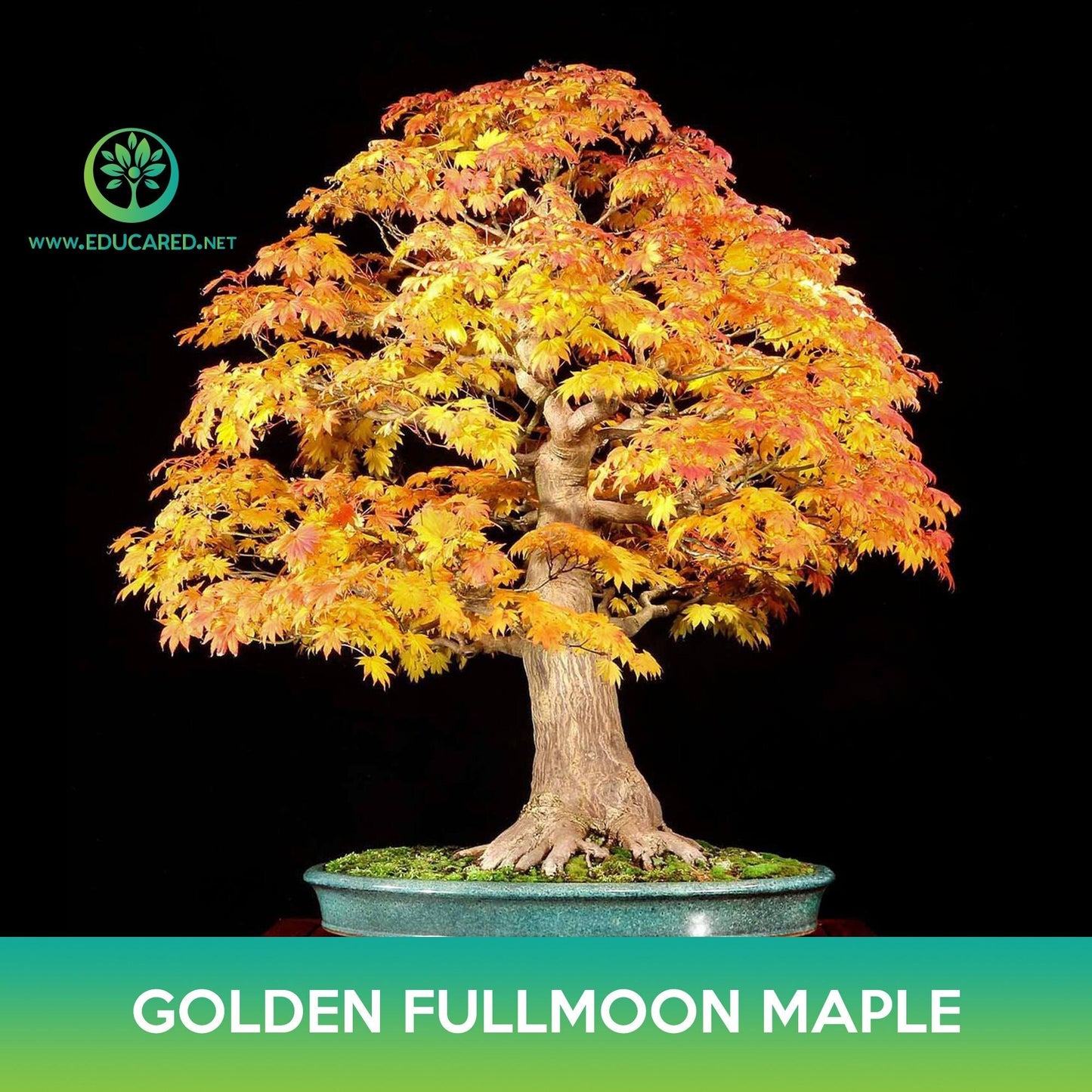 Golden Fullmoon Maple Seeds, Acer shirasawanum var. aureum