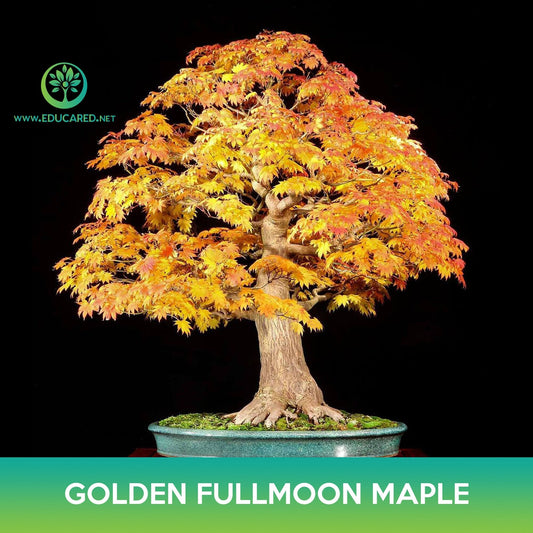 Golden Fullmoon Maple Seeds