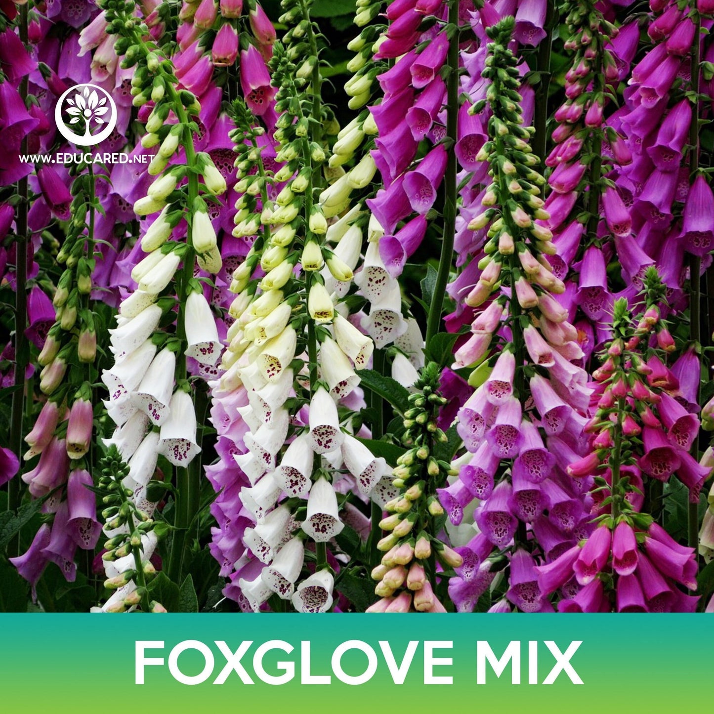 Foxglove Flower Mix Seeds, Digitalis purpurea