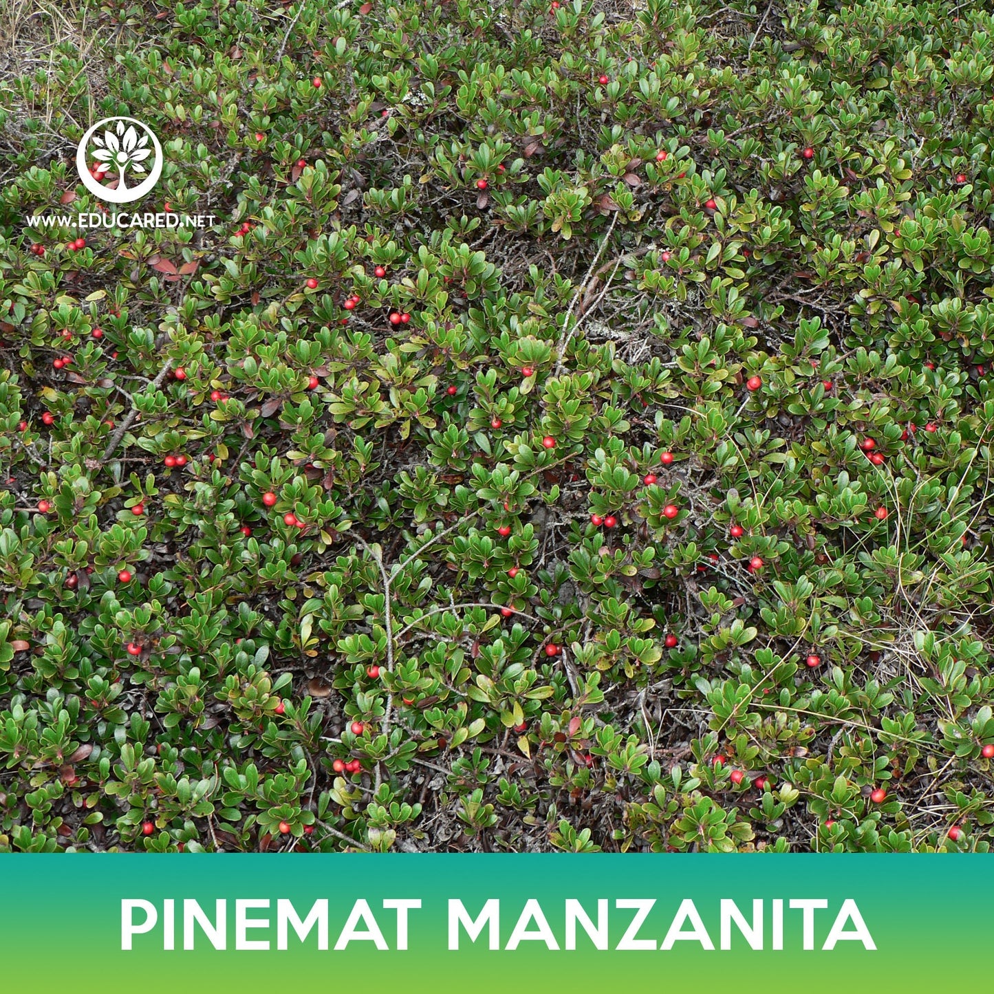 Pinemat Manzanita Groundcover Seeds, Arctostaphylos nevadensis