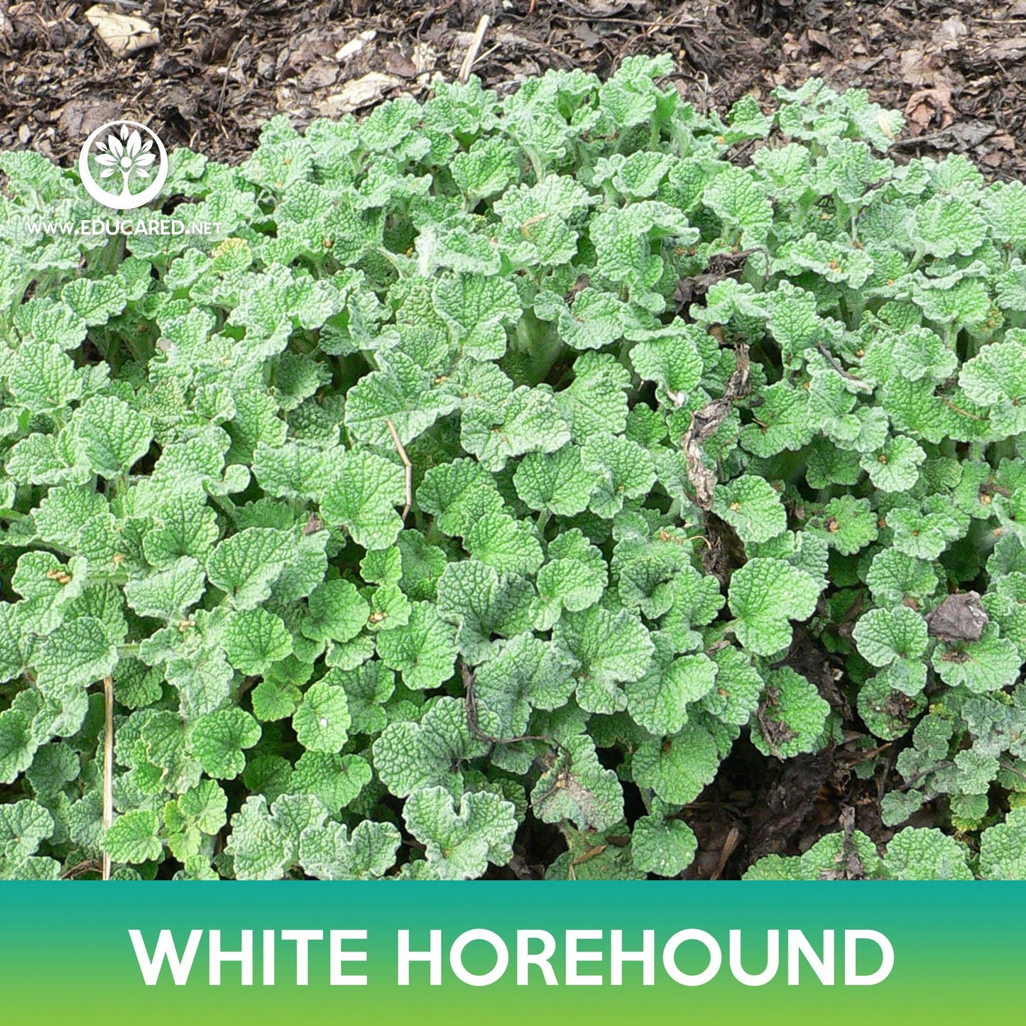 White Horehound Seeds