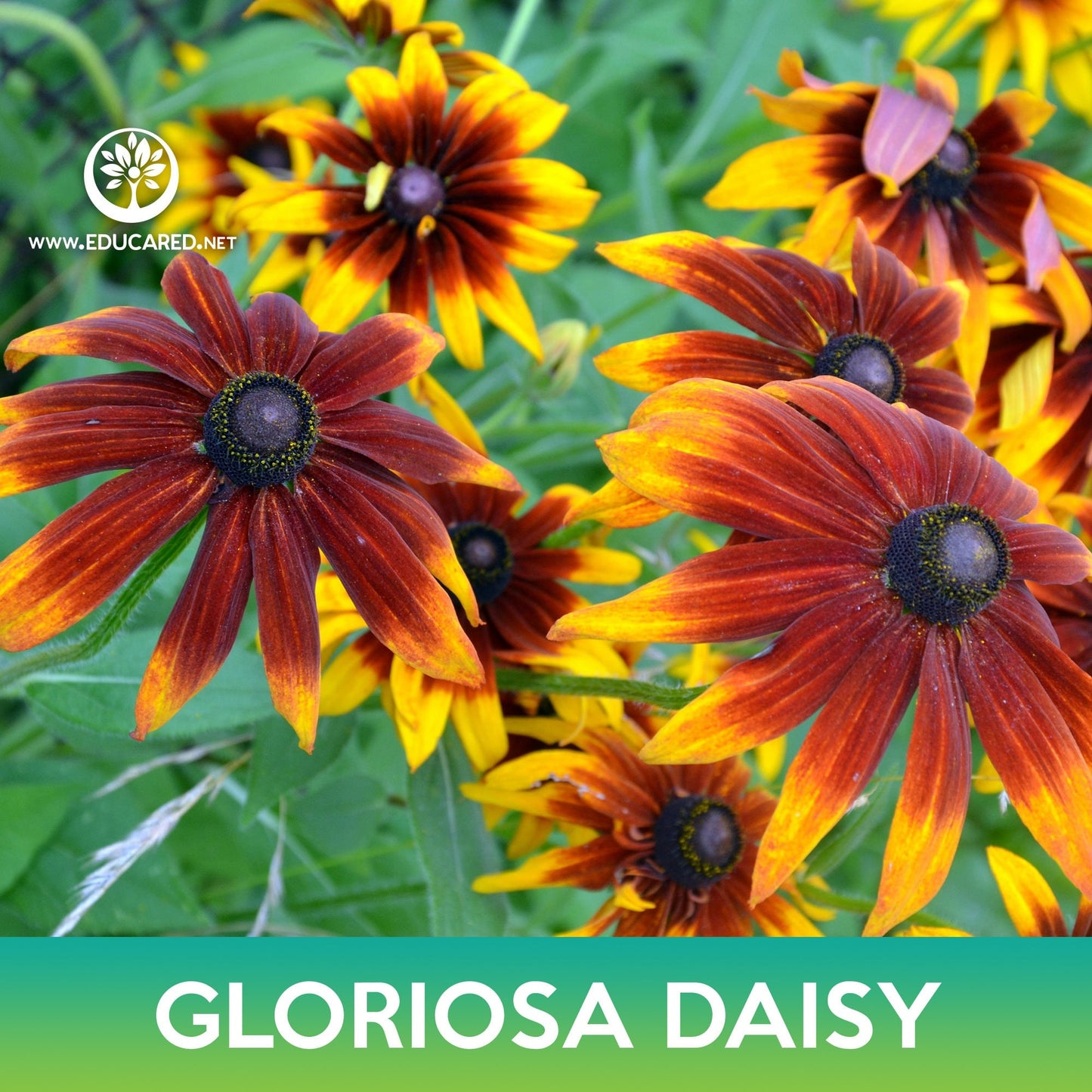 Gloriosa Daisy Seeds, Rudbeckia hirta Gloriosa