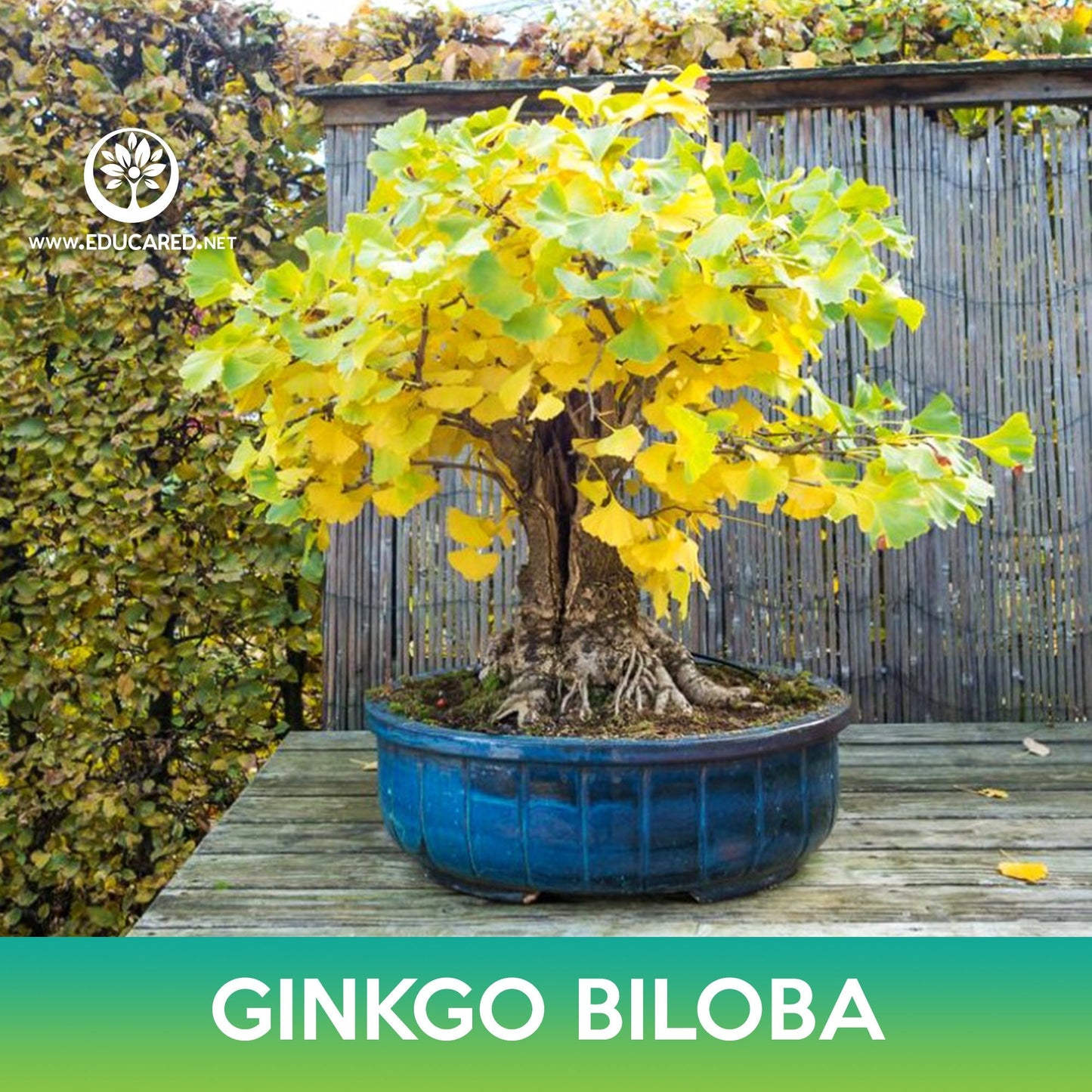 Ginkgo Biloba Tree Seeds