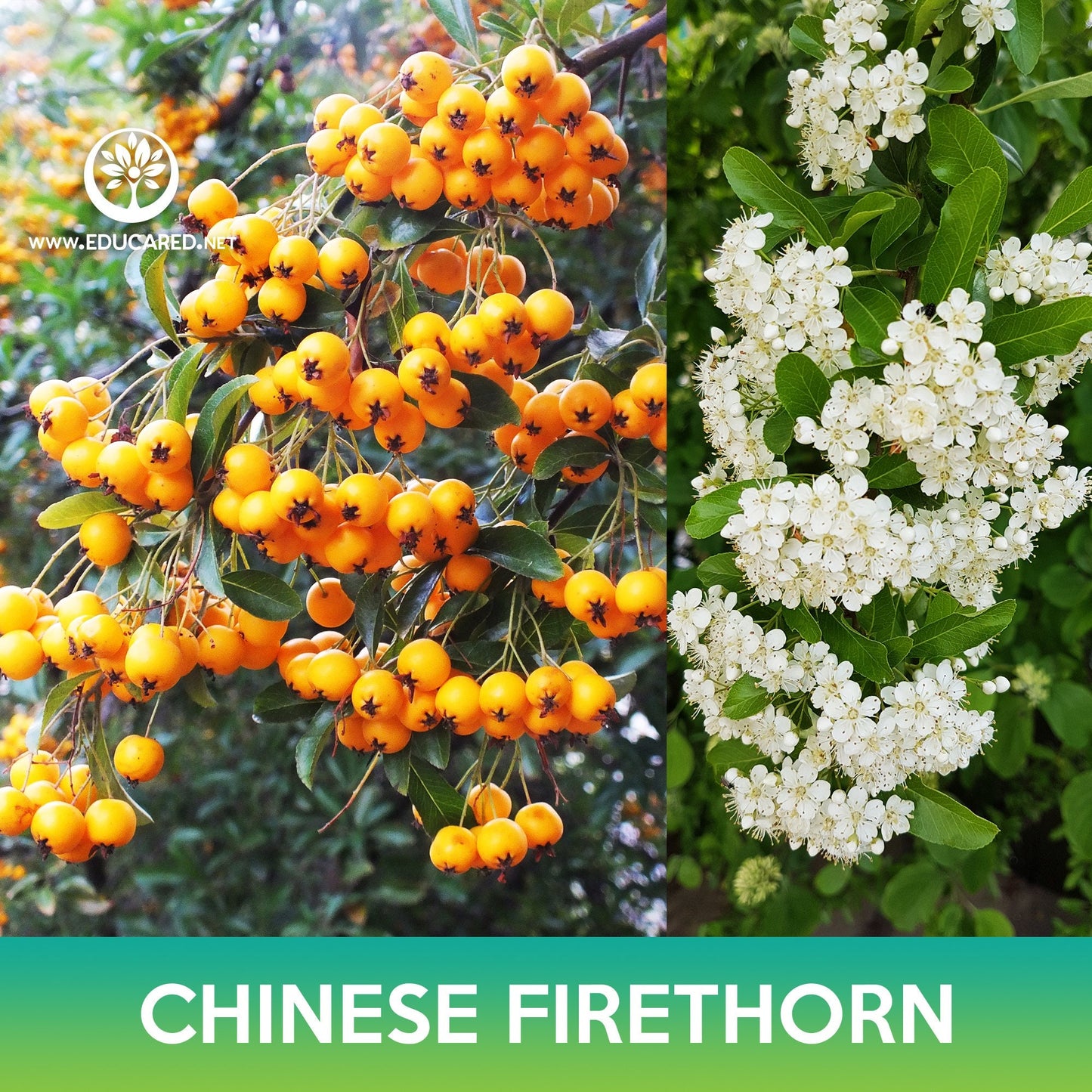 Chinese Firethorn Tree Seeds, Pyracantha fortuneana