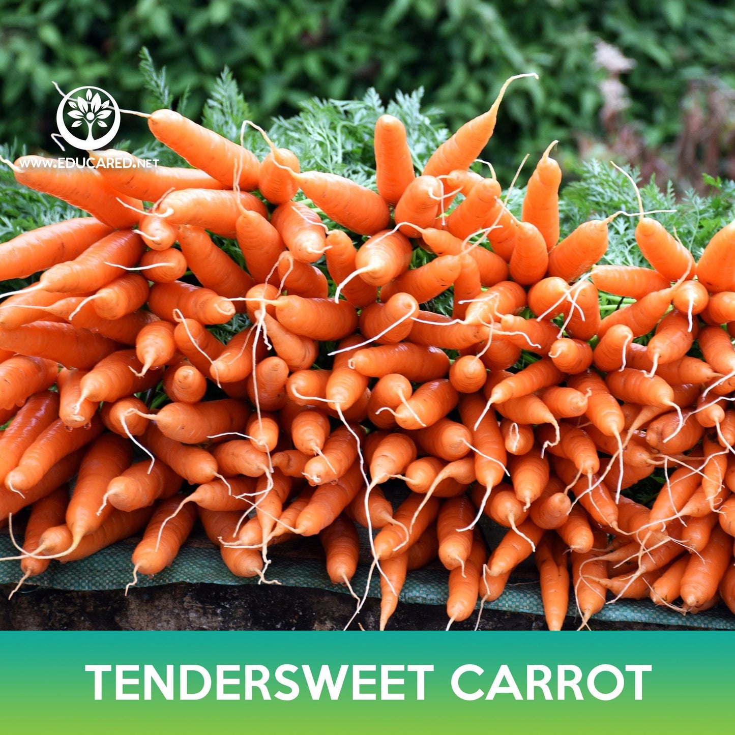 Tendersweet Carrot Seeds