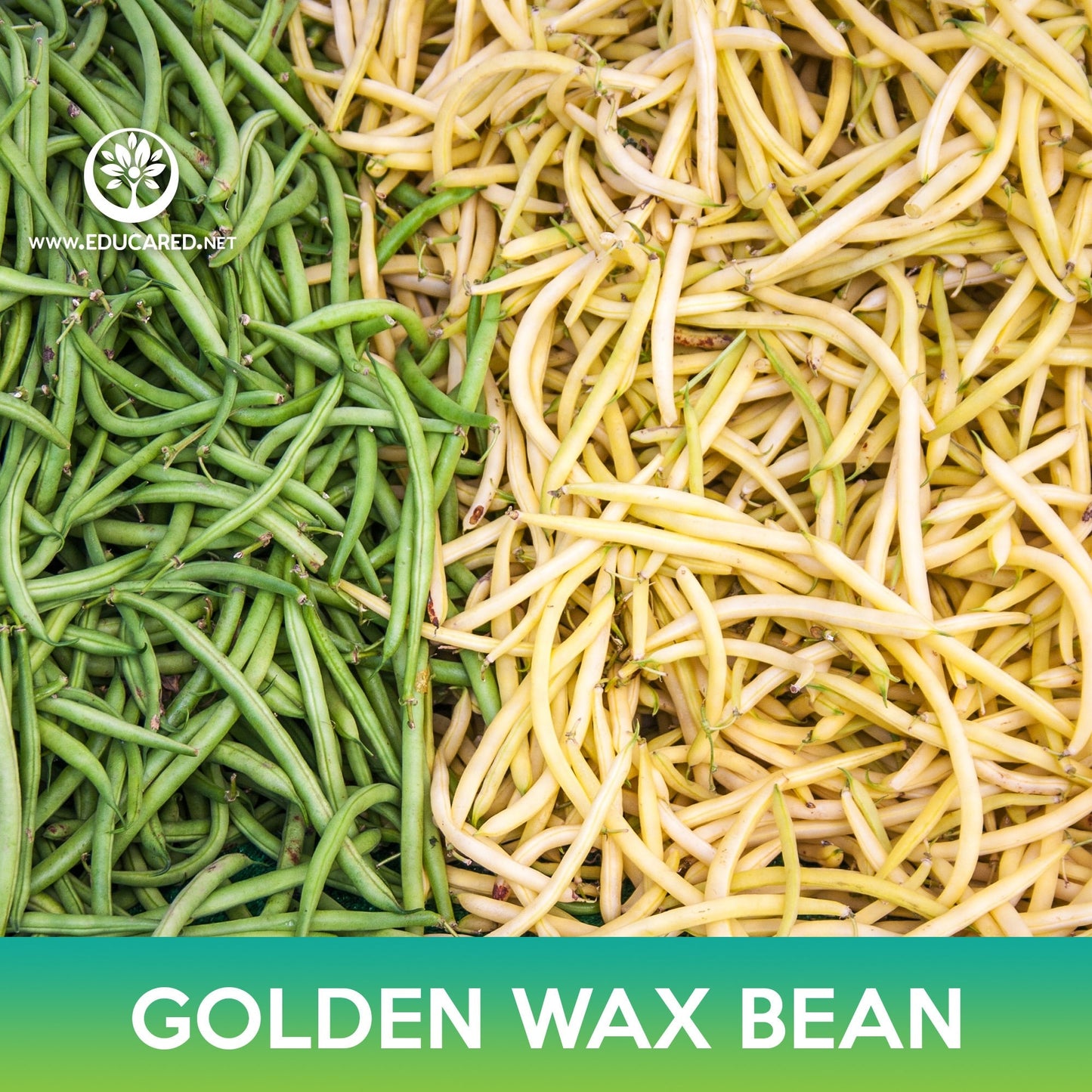 Golden Wax Bean Seeds, Topnotch