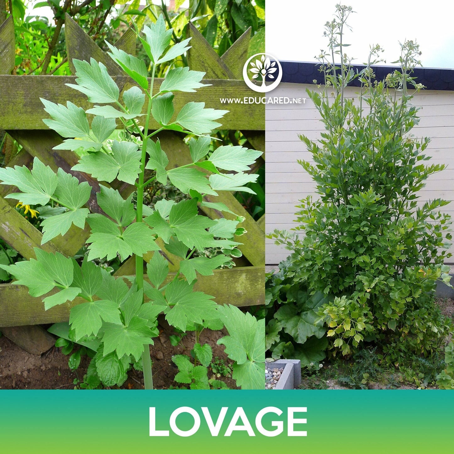 Lovage Seeds