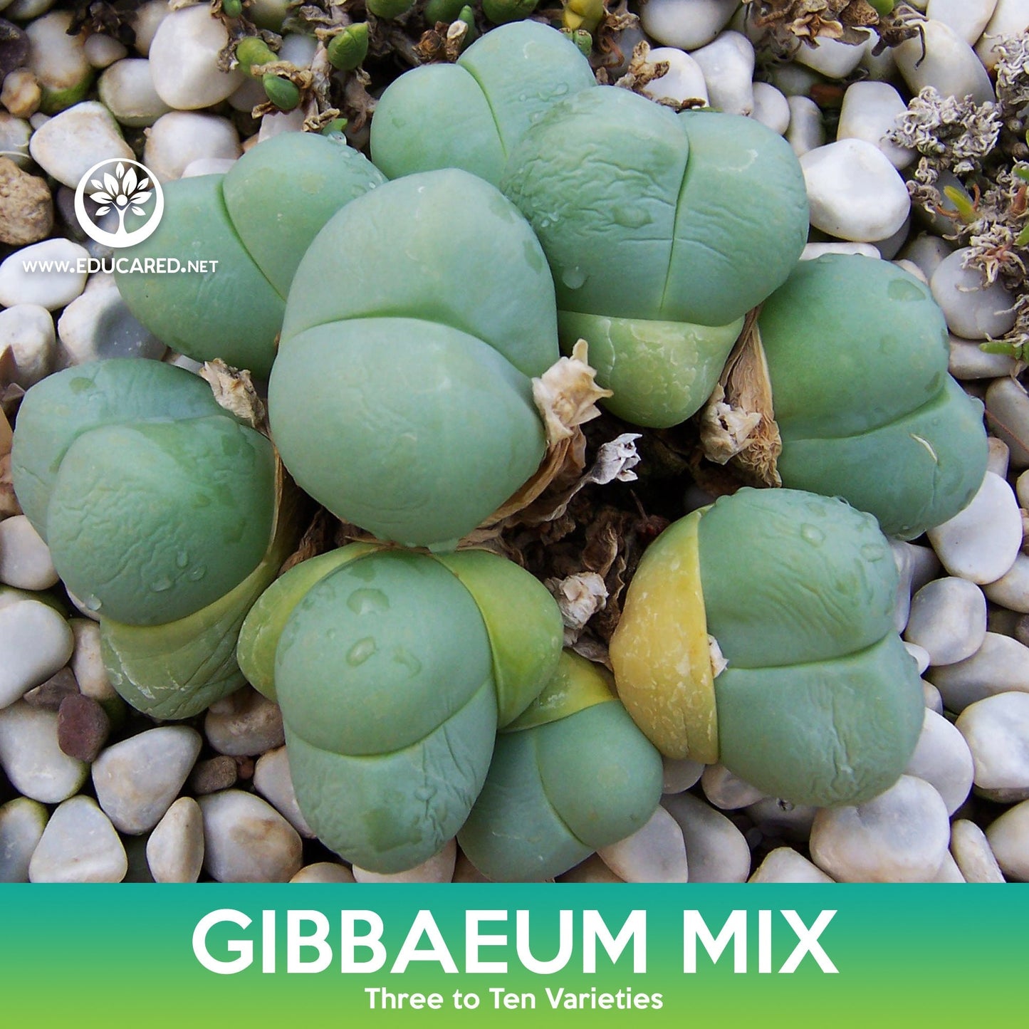 Gibbaeum Succulent Mix Seeds