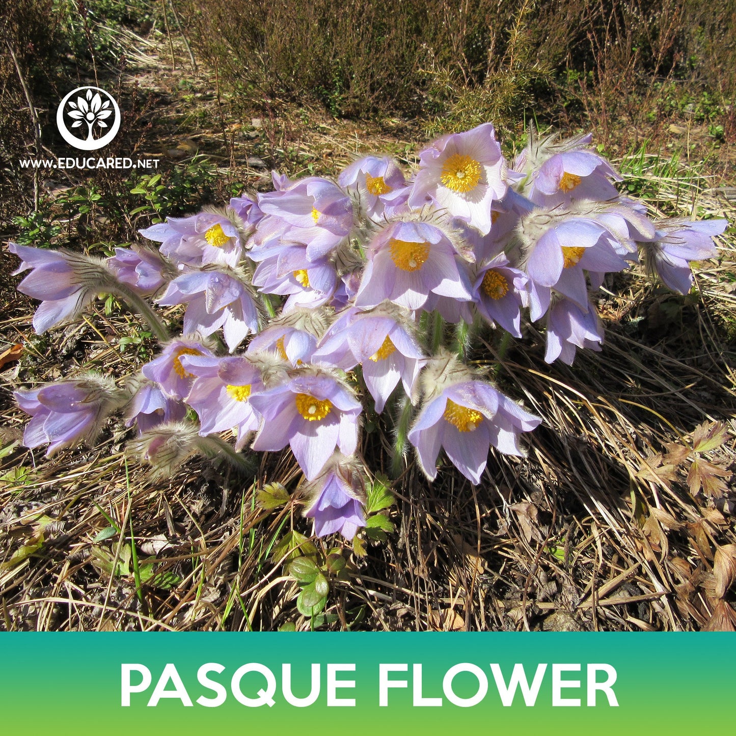 Pasque Flower Seeds, May Day Flower