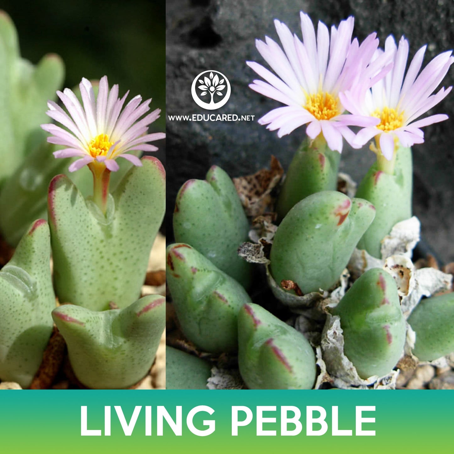 Living Pebble Succulent Seeds (Conophytum bilobum)